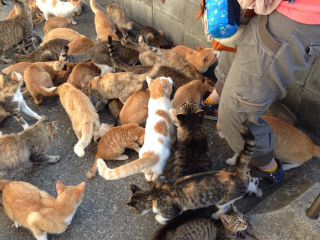 Illustration for article titled Cats Rule These Japanese Islands